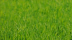 Al-Nassr FC vs. Al-Kholood Club